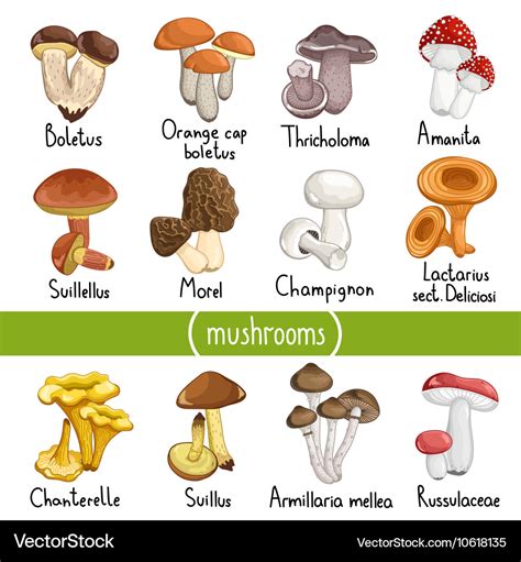 Mushroom spell kit